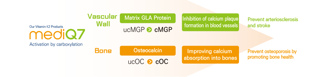 당사의 Vitamin K2 제품 mediQ7 Activation by Carboxylation