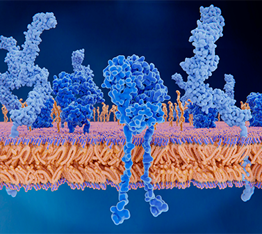 Microbial Surface Display Technology