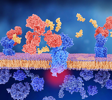 Recombinant Protein Expression & Secretion