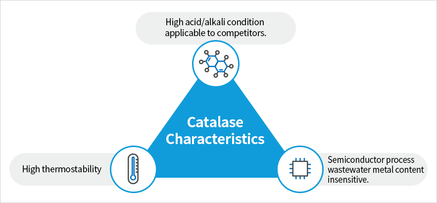 Catalase 특징