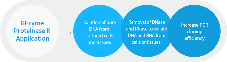 GFzyme Proteinans K Applications